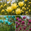 Pachet Magnolii Trio Premium - 3 Bucăți