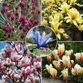 Pachet Premium Magnolii - Culori Spectaculoase - 10 Bucăți – plantă ornamentală | Regatul Plantelor