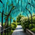 Glicină Turquoise Paradise – plantă ornamentală | Regatul Plantelor