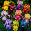 Pachet Iris Germanica Garden Mix- 20 bucăți