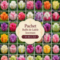 Pachet Bulbi de Ice Cream 50 buc – bulbi de flori | Regatul Plantelor