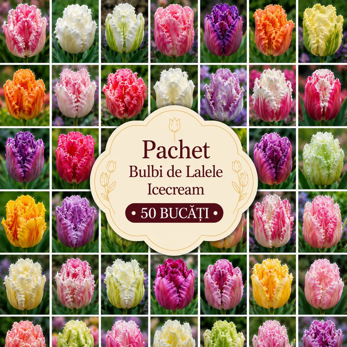 Pachet Bulbi de Ice Cream 50 buc – bulbi de flori | Regatul Plantelor