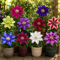 MIX CLEMATIS - 10 BUC - FLORI PERENE – plantă ornamentală | Regatul Plantelor