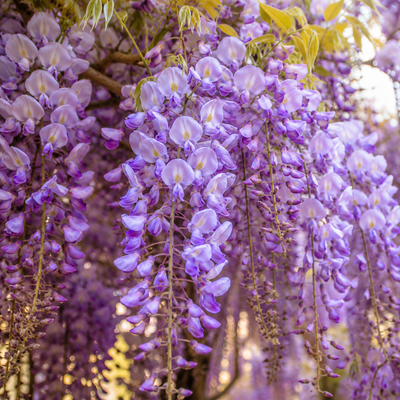 Glicină Mov – plantă ornamentală | Regatul Plantelor