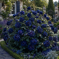 Trandafir Tufa „Celestial Bloom” la Ghiveci – trandafir | Regatul Plantelor