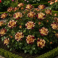 Trandafiri „Burgundy Magic” la Ghiveci – trandafir | Regatul Plantelor
