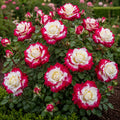 Trandafir „Carnations” la ghiveci – trandafir | Regatul Plantelor