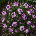 Trandafir „Feather Light” la ghiveci – trandafir | Regatul Plantelor