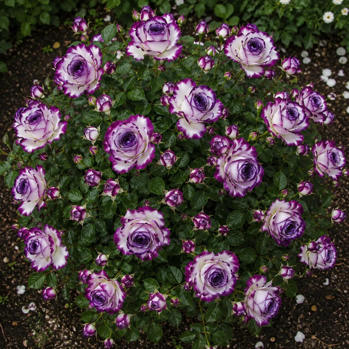 Trandafir „Feather Light” la ghiveci – trandafir | Regatul Plantelor