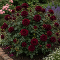 Trandafir „Black Tie” la ghiveci – trandafir | Regatul Plantelor