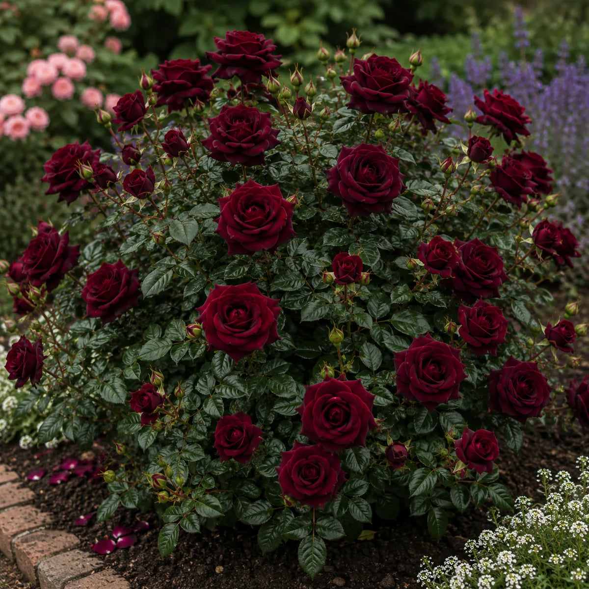 Trandafir „Black Tie” la ghiveci – trandafir | Regatul Plantelor