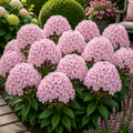 Phlox Soft Petals-2 bucati