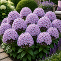 Phlox Atelier Bloom-2 bucati