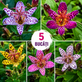 Promo Orhideea de Grădină Mix 5 Buc