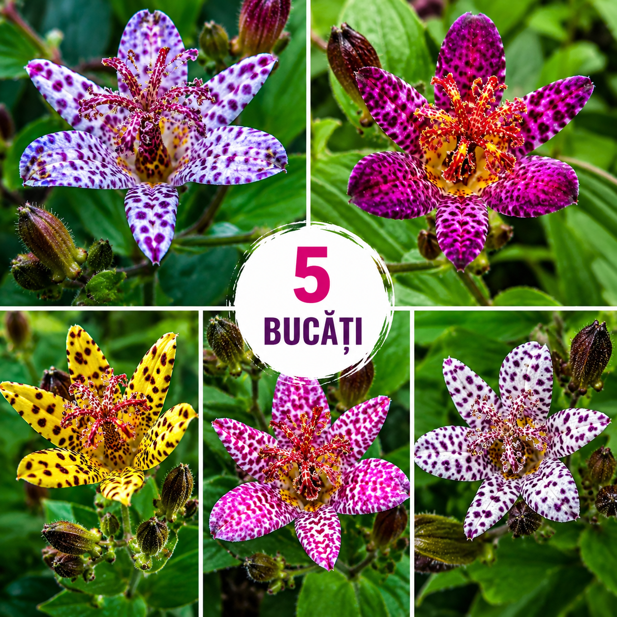 Promo Orhideea de Grădină Mix 5 Buc