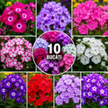 Pachet Phlox 10 Bucăți - Mixt Premium