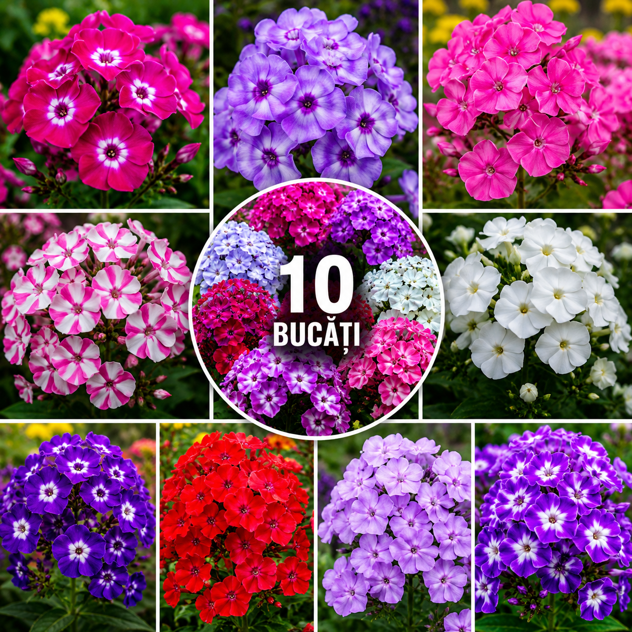 Pachet Phlox 10 Bucăți - Mixt Premium