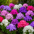Pachet Phlox 20 Bucăți - Mixt Premium