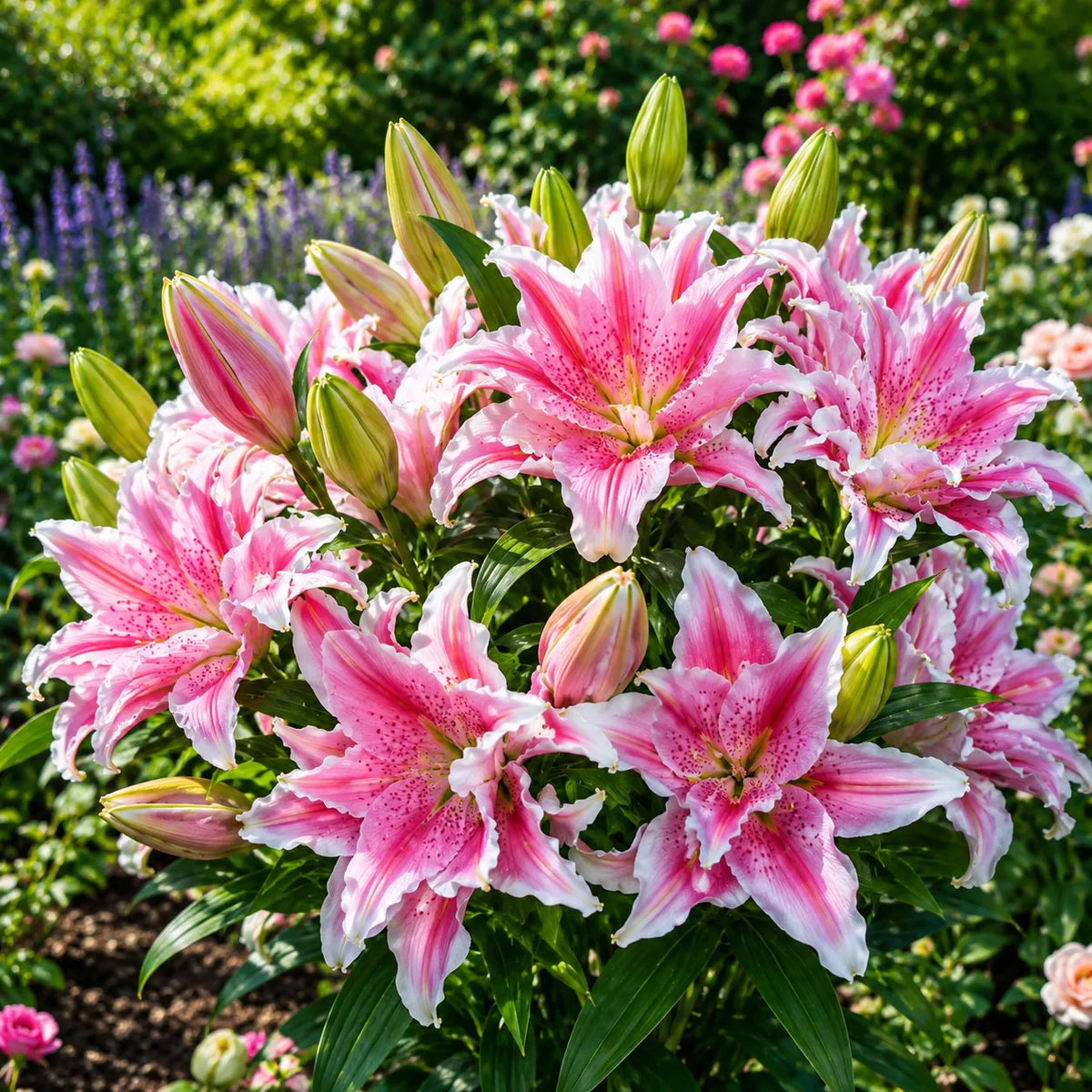 Bulbi de Crini „Hybrid Pink Aurora” 2 buc – bulbi de flori | Regatul Plantelor