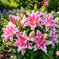 Bulbi de Crini ”Hybrid Pink Aurora” 2 buc