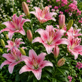 Bulbi de Crini "Hybrid Angel Blossom" 2 buc