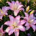 Bulbi de Crini "Hybrid Opal Rhapsody" 2 buc