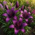 Bulbi de Crini „Rare Purple” 2 buc – bulbi de flori | Regatul Plantelor