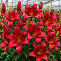 Bulbi de Crini „Tropical Dragon” 2 buc – bulbi de flori