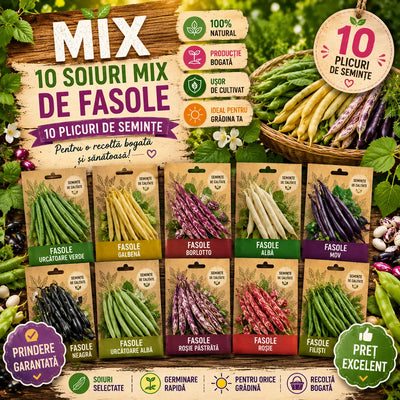 PROMO 10 Buc Semințe Fasole – semințe | Regatul Plantelor