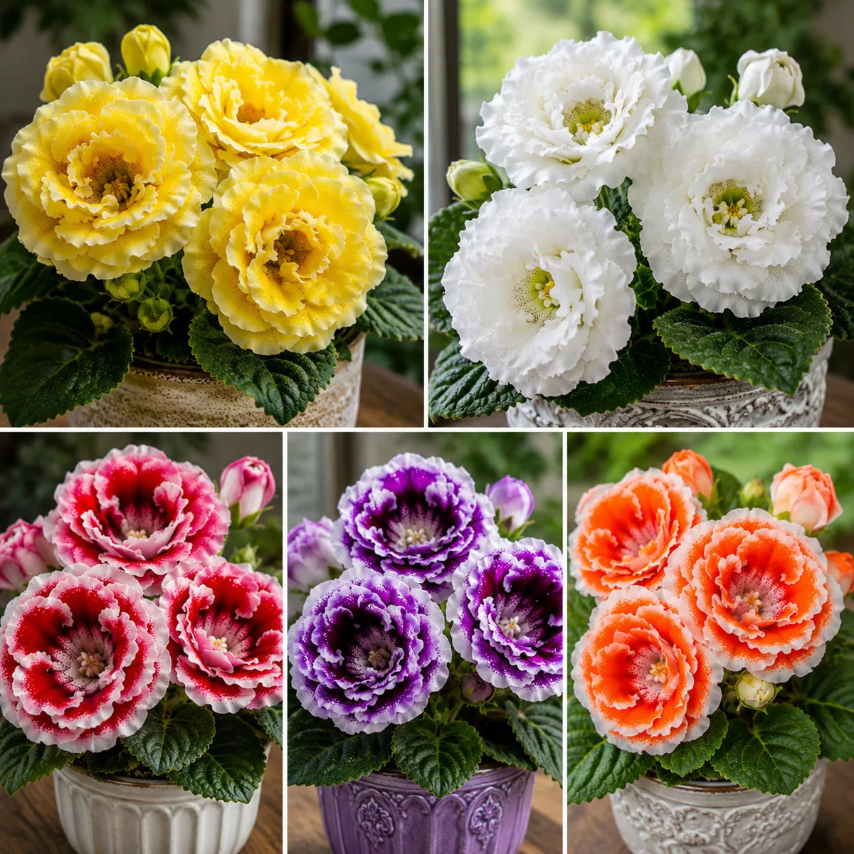 Mix 5 Bulbi de Gloxinia Multi Color – bulbi de flori | Regatul Plantelor