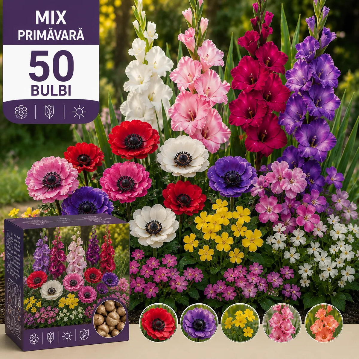 MIX PRIMAVRA Color Kingdom-50 bucăți – bulbi de flori | Regatul Plantelor