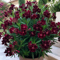 Leandru Black Velvet – plantă ornamentală | Regatul Plantelor