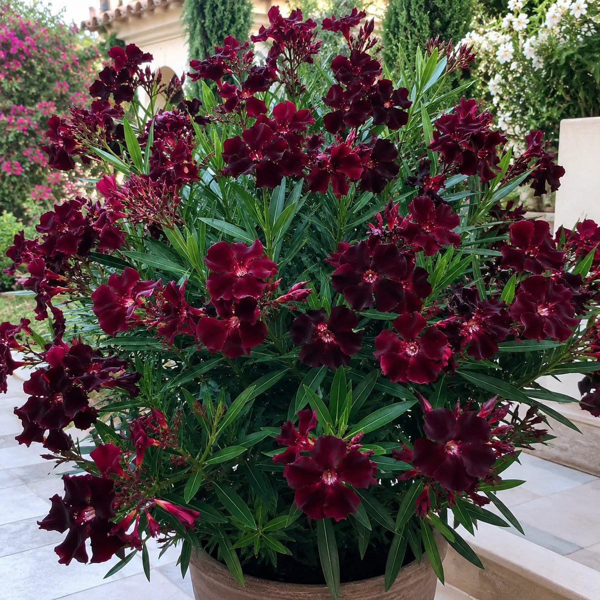 Leandru Black Velvet – plantă ornamentală | Regatul Plantelor
