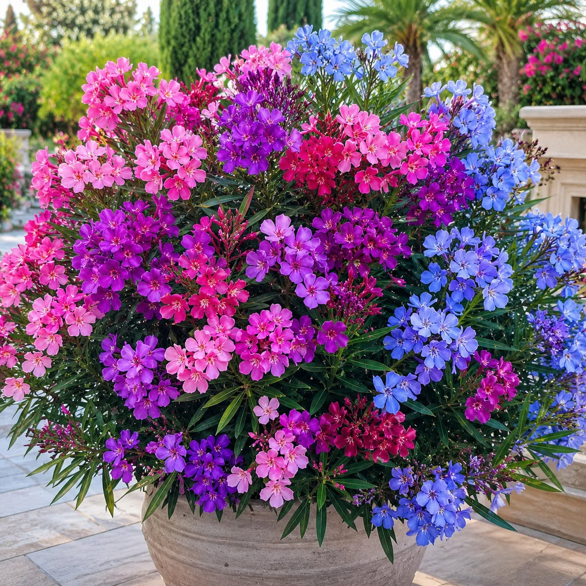 Leandru Multicolor Rose – plantă ornamentală | Regatul Plantelor