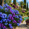 Leandru Blue Velvet Paradise – plantă ornamentală | Regatul Plantelor