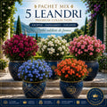 Pachet Mix 5 Leandri Premium Collection – plantă ornamentală | Regatul Plantelor