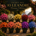 Pachet Mix 10 Leandri – Premium Collection – plantă ornamentală | Regatul Plantelor