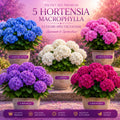 Pachet 5 Hortensii Multicolor