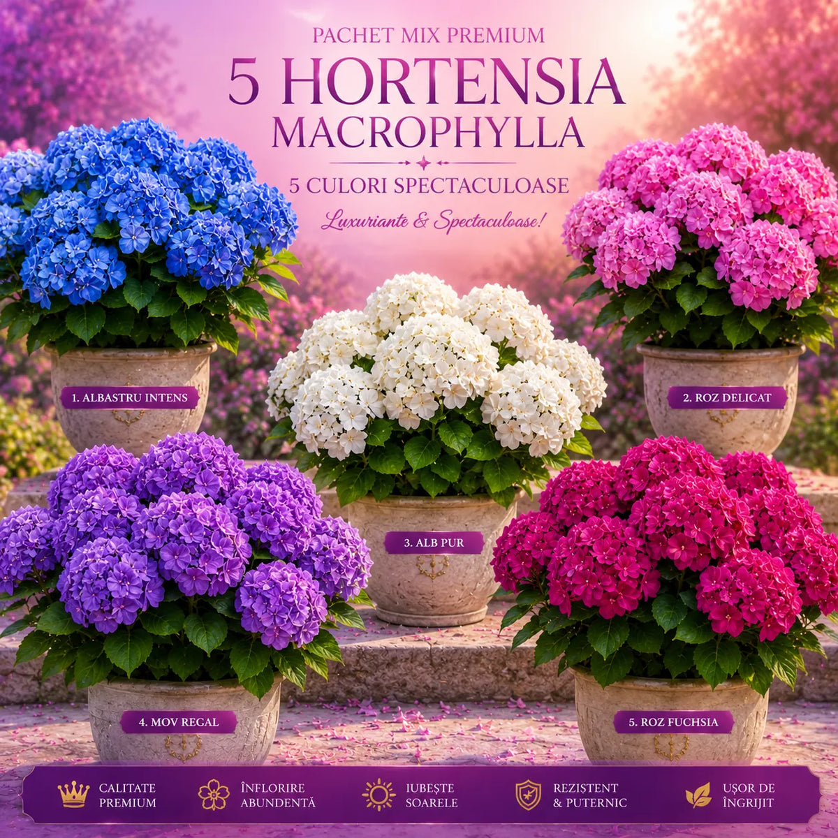 Pachet 5 Hortensii Multicolor