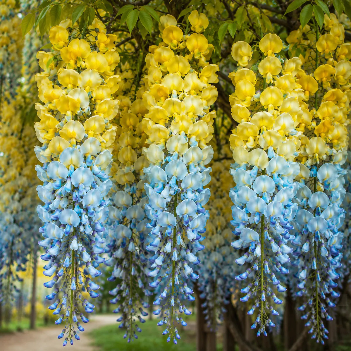 Glicină „Auravelle” – plantă ornamentală | Regatul Plantelor