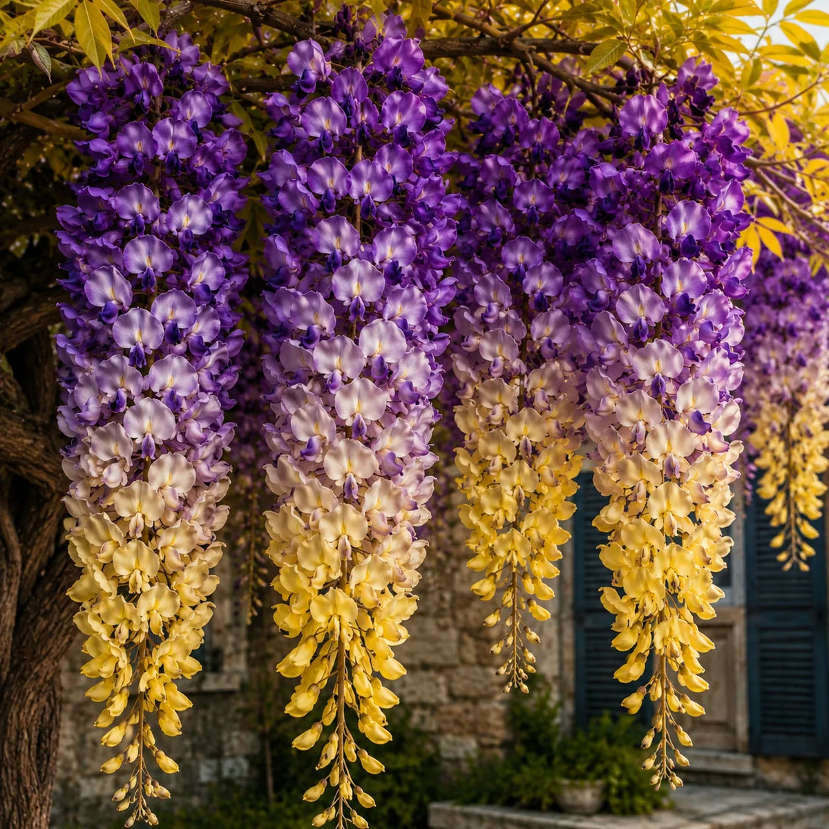Glicină „Golden Amethyst” – plantă ornamentală | Regatul Plantelor