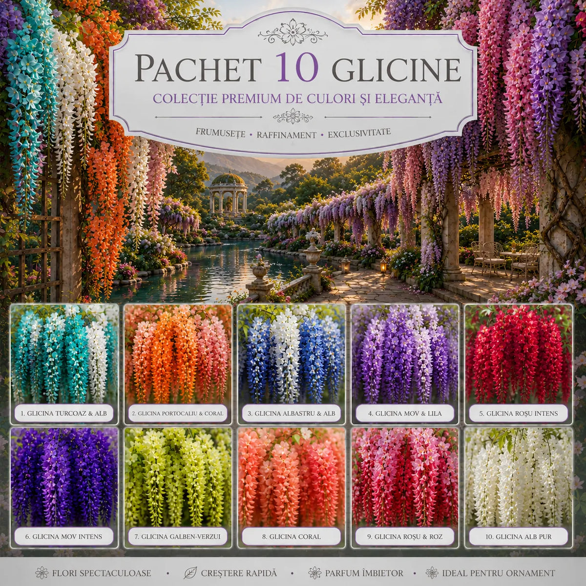Pachet Mix Glicină-20 Bucăți – plantă ornamentală | Regatul Plantelor