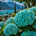 Hortensia „Aqua Paradise” – plantă ornamentală | Regatul Plantelor