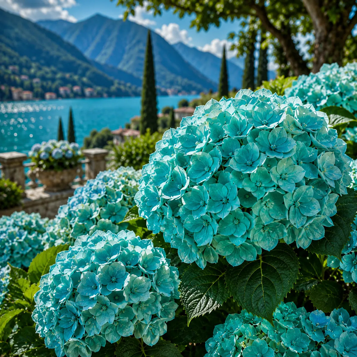 Hortensia „Aqua Paradise” – plantă ornamentală | Regatul Plantelor