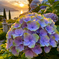 Hortensia „Lavender Sunset”
