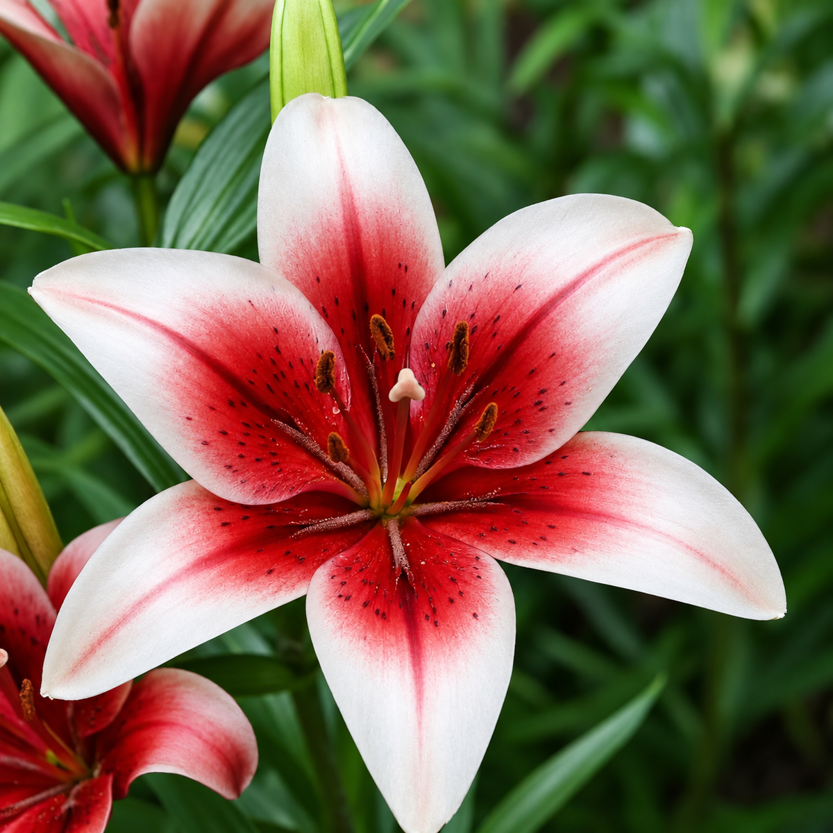 Bulbi de Crini „Alana” 2 buc – bulbi de flori | Regatul Plantelor