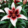 Bulbi de Crini „London Heart” 2 buc – bulbi de flori | Regatul Plantelor