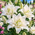 Bulbi de Crini ”Lotus Beauty” 2 buc