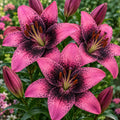 Bulbi de Crini „Purple Dream” 2 buc – bulbi de flori