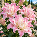 Bulbi de Crini „Lotus Breeze” 2 buc – bulbi de flori | Regatul Plantelor